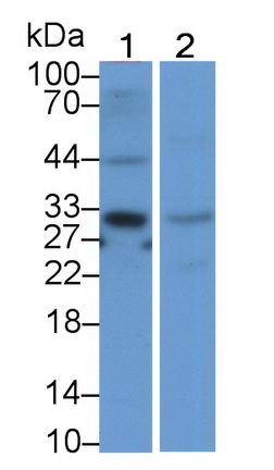 Polyclonal Antibody to Factor Related Apoptosis Ligand (FASL)