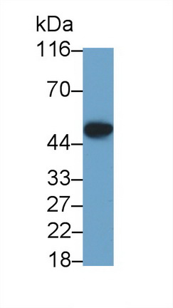 Polyclonal Antibody to Factor Related Apoptosis Ligand (FASL)