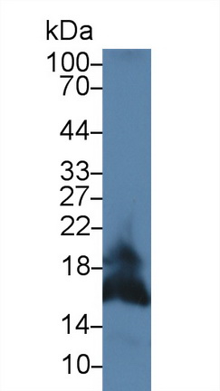 Polyclonal Antibody to Factor Related Apoptosis Ligand (FASL)