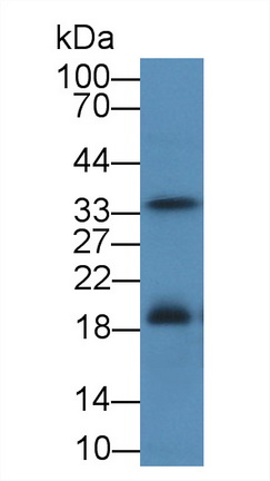 Polyclonal Antibody to Factor Related Apoptosis Ligand (FASL)