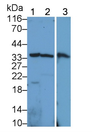 Polyclonal Antibody to Factor Related Apoptosis Ligand (FASL)