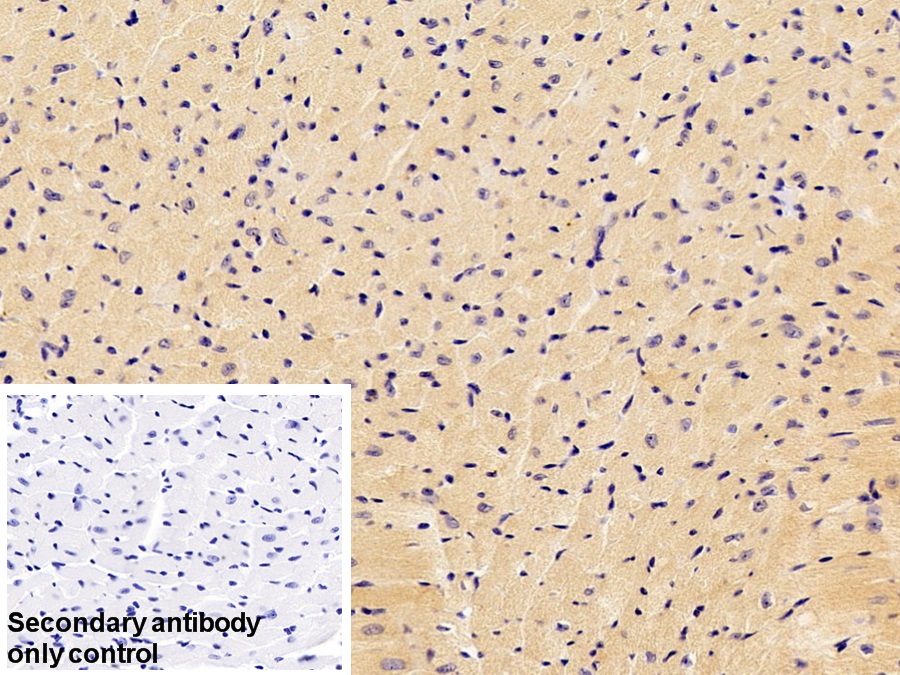 Polyclonal Antibody to Fibroblast Growth Factor 1, Acidic (FGF1)