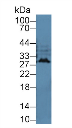 Polyclonal Antibody to Interferon Alpha (IFNa)