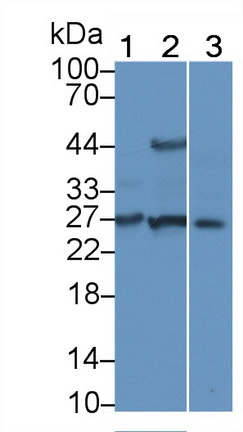 Polyclonal Antibody to Fibroblast Growth Factor 6 (FGF6)