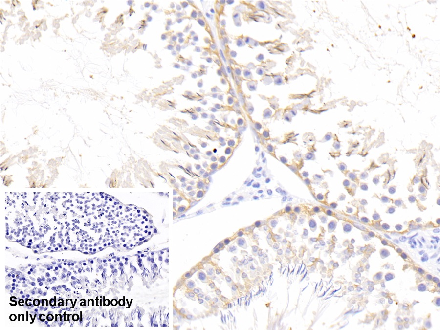 Polyclonal Antibody to Fibroblast Growth Factor 6 (FGF6)