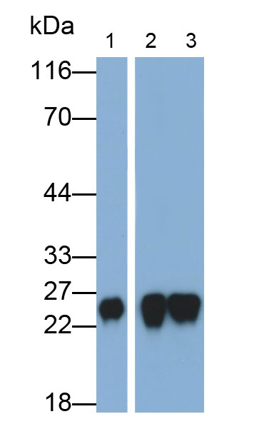 Polyclonal Antibody to Fibroblast Growth Factor 6 (FGF6)