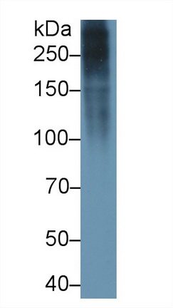 Polyclonal Antibody to Fibronectin (FN)