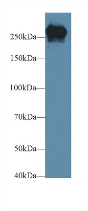 Polyclonal Antibody to Fibronectin (FN)