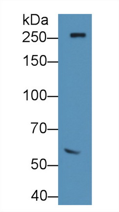 Polyclonal Antibody to Fibronectin (FN)