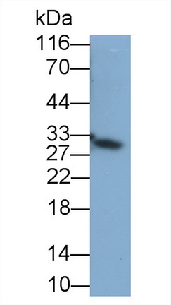 Polyclonal Antibody to FMS Like Tyrosine Kinase 3 Ligand (Flt3L)