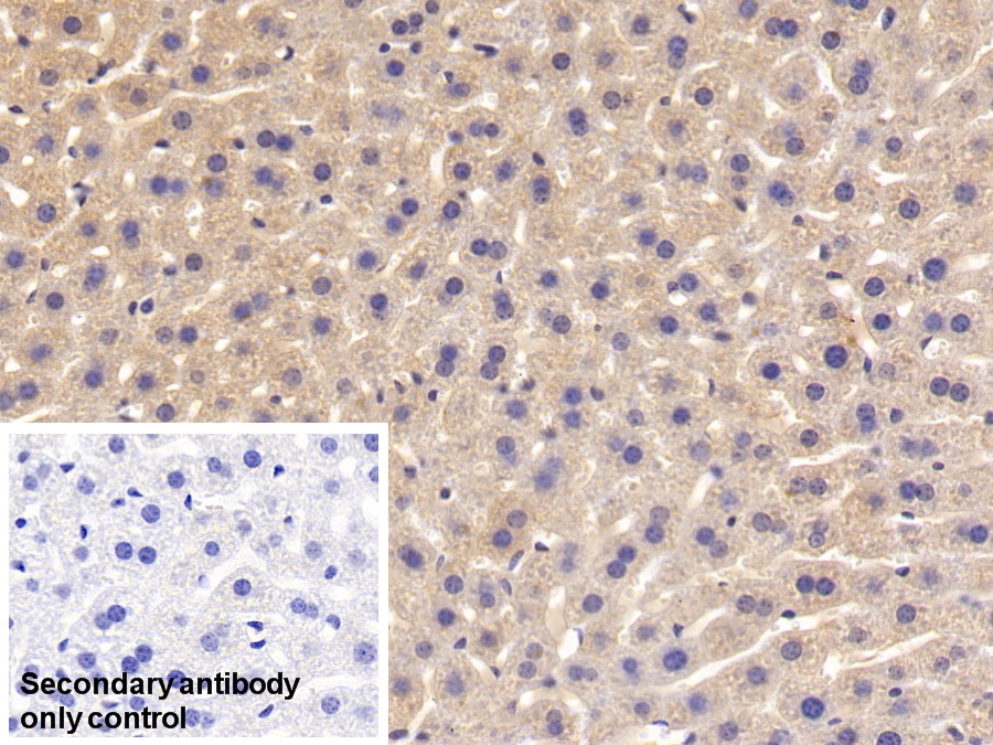 Polyclonal Antibody to FMS Like Tyrosine Kinase 3 Ligand (Flt3L)