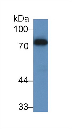 Polyclonal Antibody to Chemokine C-X3-C-Motif Ligand 1 (CX3CL1)