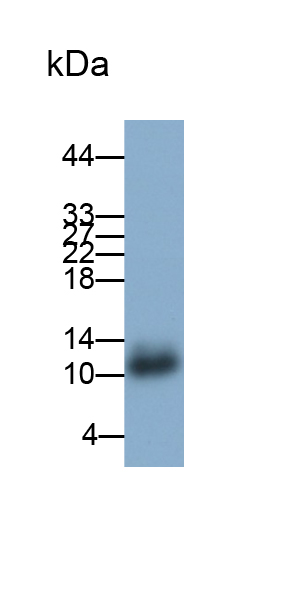 Polyclonal Antibody to Chemokine (C-X-C Motif) Ligand 1 (CXCL1)