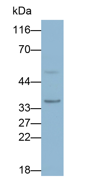 Polyclonal Antibody to Hepatocyte Growth Factor (HGF)