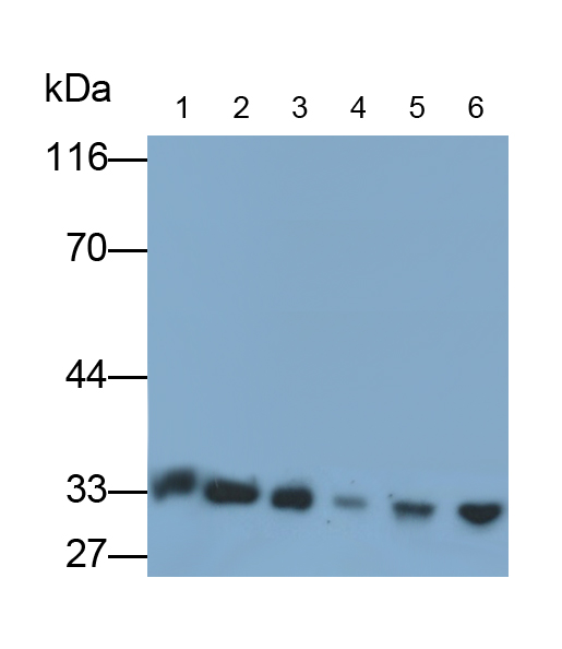 Polyclonal Antibody to Hepatocyte Growth Factor (HGF)