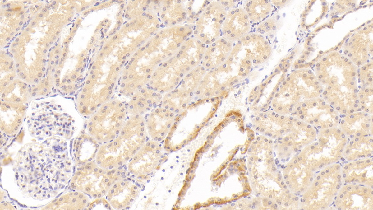 Polyclonal Antibody to Hepatocyte Growth Factor (HGF)