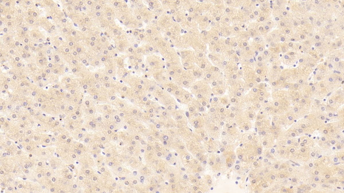 Polyclonal Antibody to Hepatocyte Growth Factor (HGF)