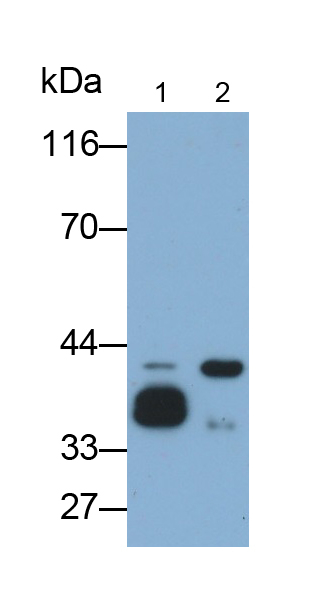 Polyclonal Antibody to Inhibin Beta E (INHbE)