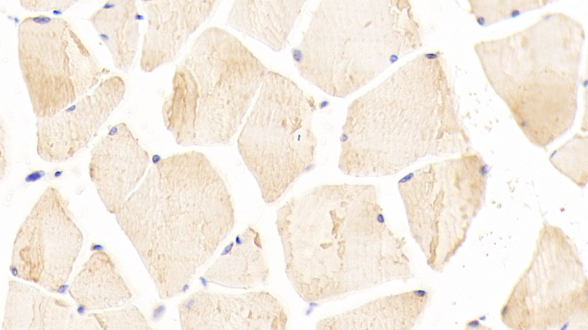 Polyclonal Antibody to Inhibin Beta E (INHbE)