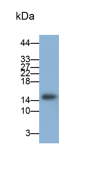 Polyclonal Antibody to Interferon Gamma (IFNg)