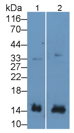 Polyclonal Antibody to Interferon Gamma (IFNg)