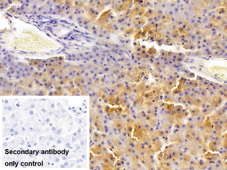 Polyclonal Antibody to Insulin Like Growth Factor 1 (IGF1)