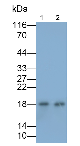 Polyclonal Antibody to Insulin Like Growth Factor 1 (IGF1)