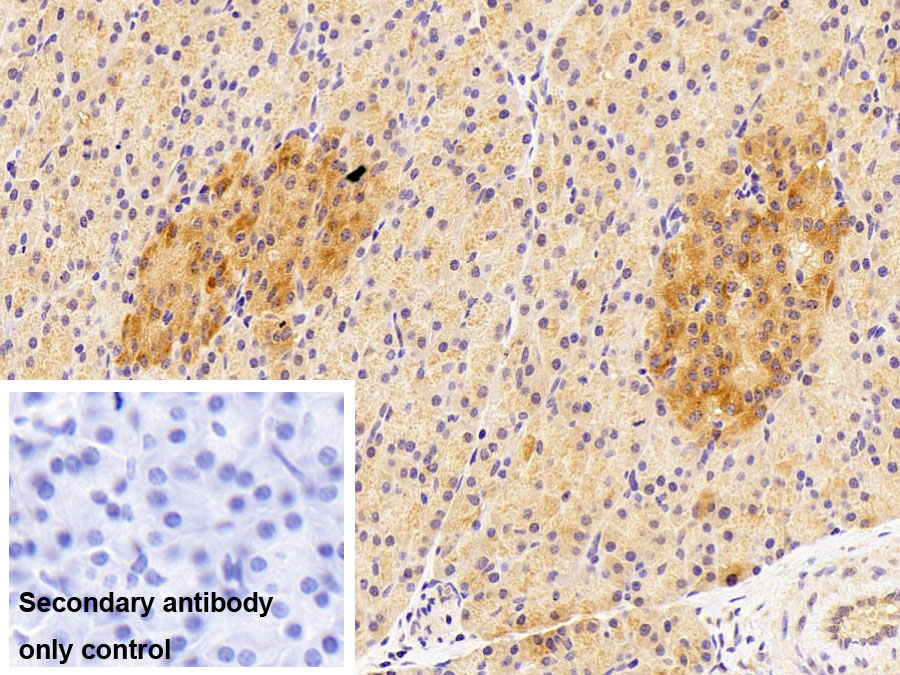 Polyclonal Antibody to Insulin Like Growth Factor 1 (IGF1)