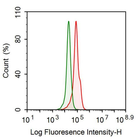 Polyclonal Antibody to Insulin Like Growth Factor Binding Protein 2 (IGFBP2)