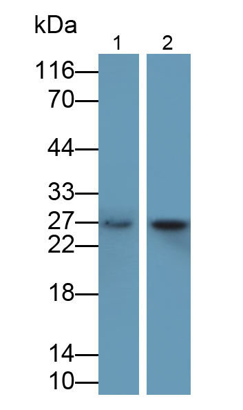 Polyclonal Antibody to Interleukin 10 (IL10)