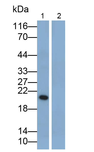 Polyclonal Antibody to Interleukin 10 (IL10)