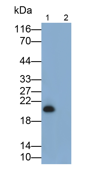 Polyclonal Antibody to Interleukin 10 (IL10)