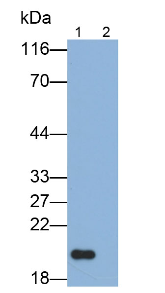 Polyclonal Antibody to Interleukin 10 (IL10)