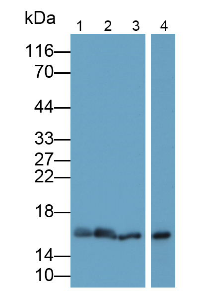 Polyclonal Antibody to Interleukin 10 (IL10)