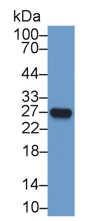 Polyclonal Antibody to Interleukin 18 (IL18)