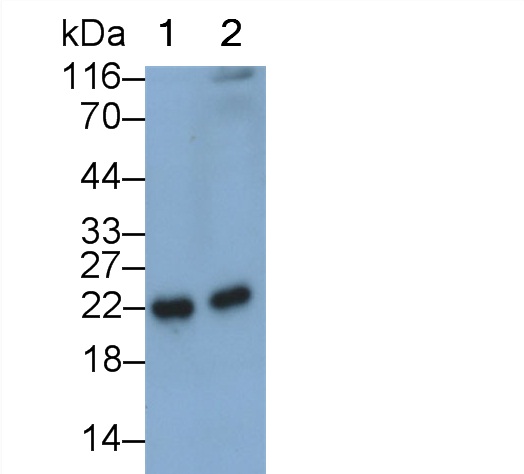 Polyclonal Antibody to Interleukin 18 (IL18)