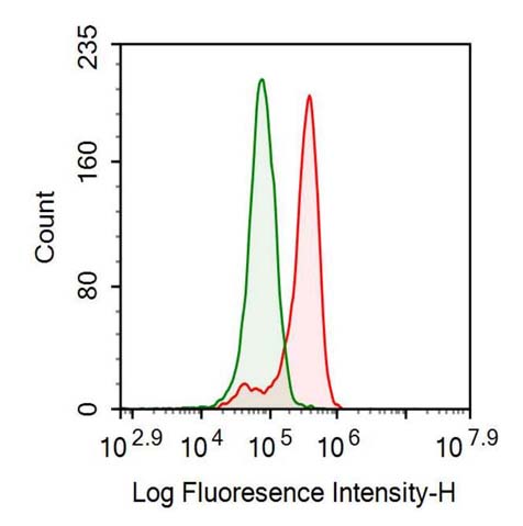 Polyclonal Antibody to Glial Fibrillary Acidic Protein (GFAP)