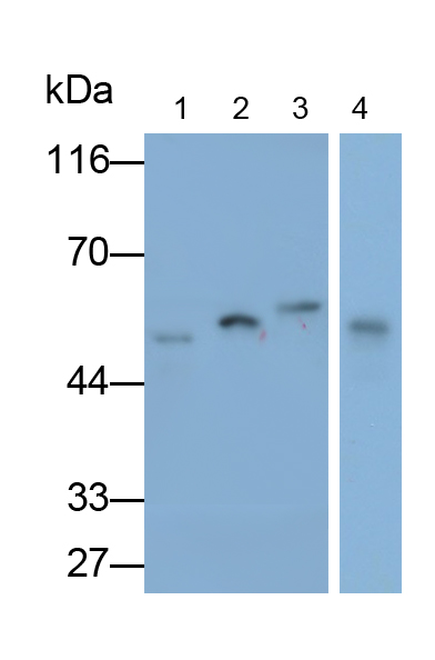 Polyclonal Antibody to Glial Fibrillary Acidic Protein (GFAP)