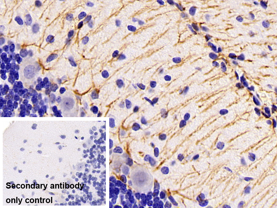 Polyclonal Antibody to Glial Fibrillary Acidic Protein (GFAP)