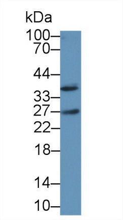 Polyclonal Antibody to Interleukin 1 Alpha (IL1a)