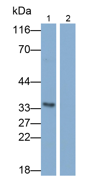 Polyclonal Antibody to Interleukin 1 Alpha (IL1a)