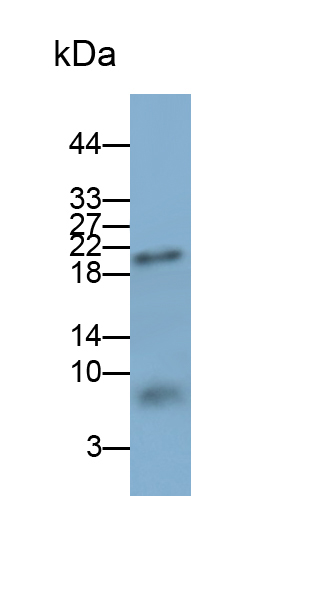 Polyclonal Antibody to Defensin Beta 2 (DEFb2)