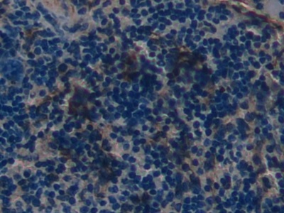 Polyclonal Antibody to Defensin Beta 2 (DEFb2)