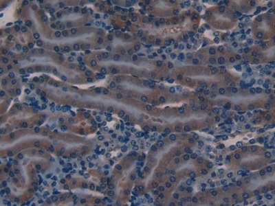 Polyclonal Antibody to Defensin Beta 2 (DEFb2)