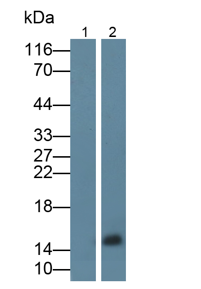 Polyclonal Antibody to Interleukin 2 (IL2)