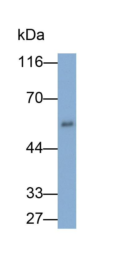 Polyclonal Antibody to Immunoglobulin G1 (IgG1)