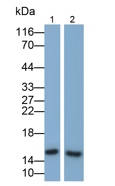 Polyclonal Antibody to Interleukin 4 (IL4)