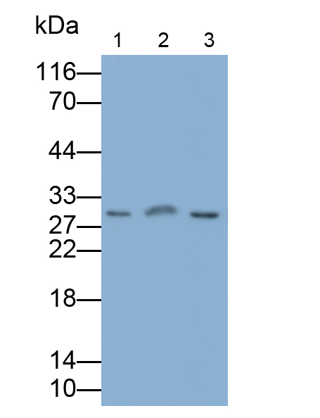 Polyclonal Antibody to Interleukin 6 (IL6)