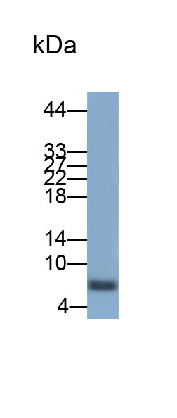 Polyclonal Antibody to Interleukin 8 (IL8)