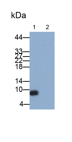 Polyclonal Antibody to Interleukin 8 (IL8)